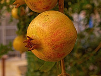 Previous